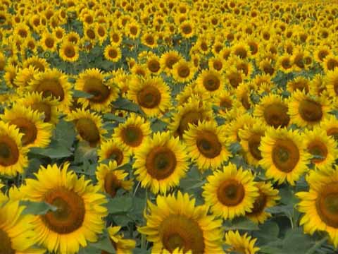 files/gallery/sunflowers06.jpg